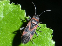 Lygaeidae